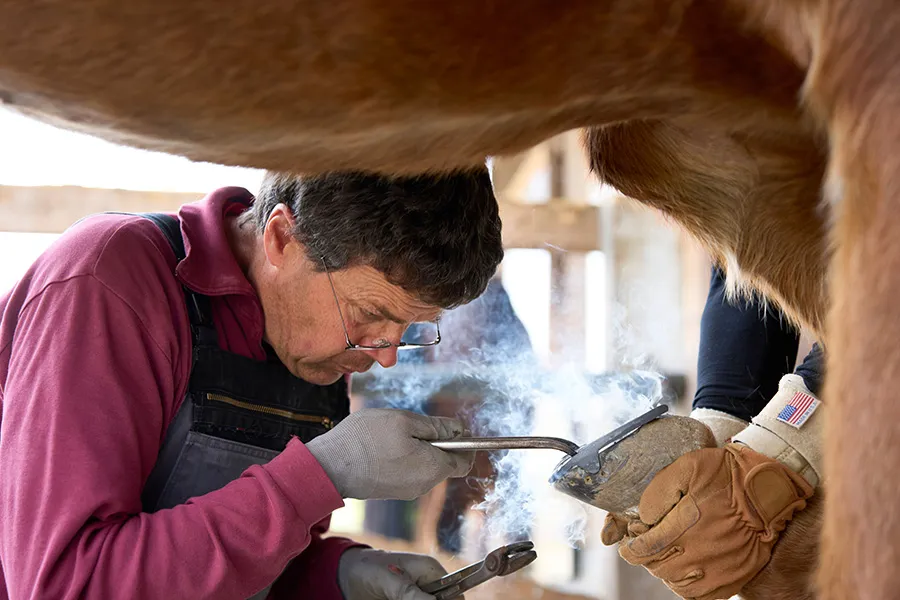 Professional farrier hot-shoeing a horse while another person supports its hoof — representing specialized SEO strategies for mobile farrier services, equine hoof care, and businesses that depend on long-term customer relationships.