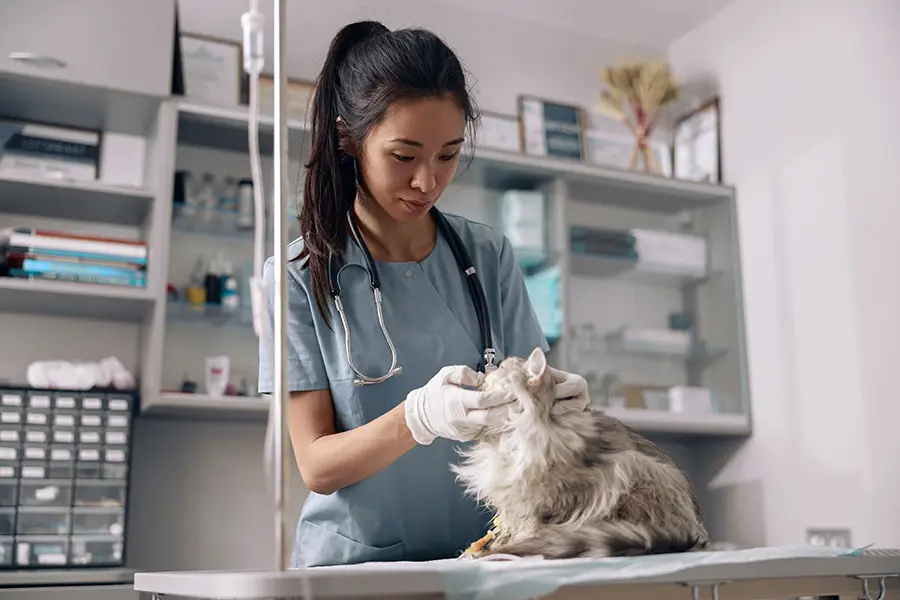 Veterinarian examining a cat in an animal clinic — representing veterinary practices using their website to build trust and attract new clients